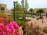 KingsSummer_Malibu5.84a214abd9d613dda90891256ed471b4