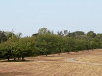 Field