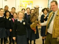 764-owl-main