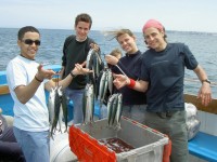 LAL-Torbay-YL-mackerel-Fishing